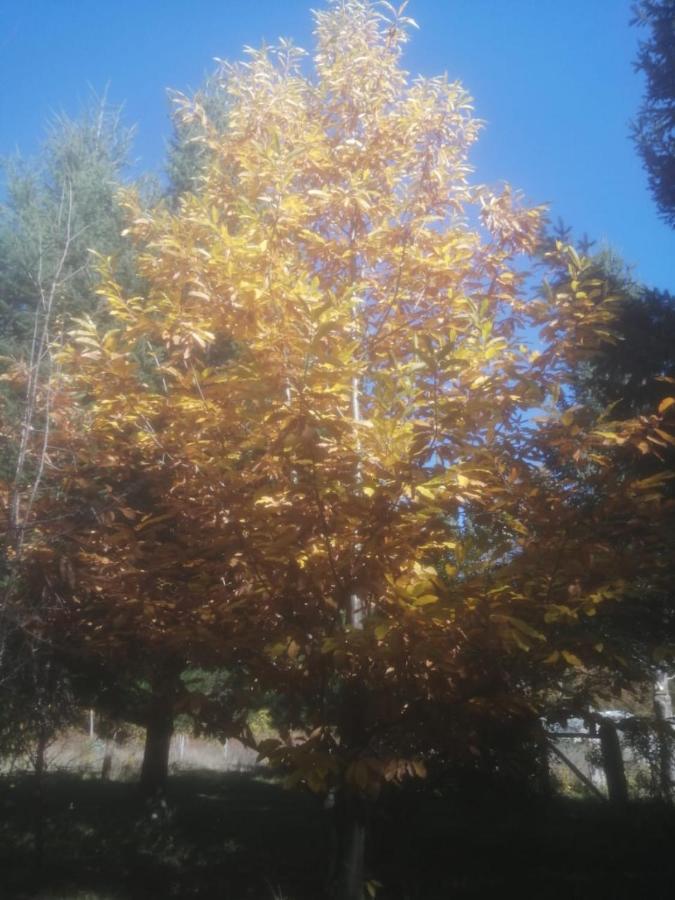 Cabaña para 3 en Melipeuco cerca del Parque Nacional Conguillio Exterior foto